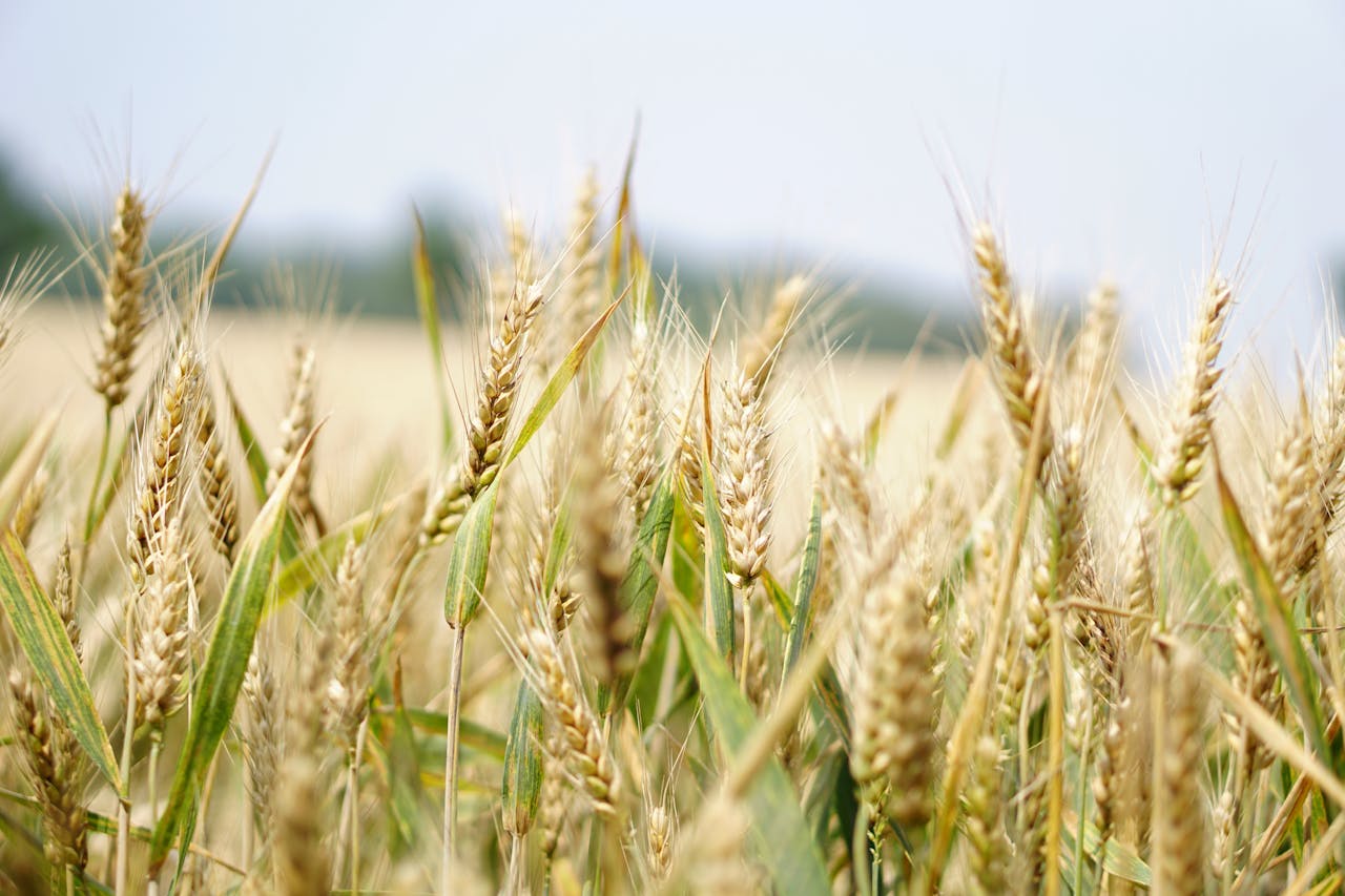 A field of wheat on a bright sunny day.